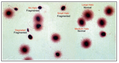 dna fragmentation index meaning