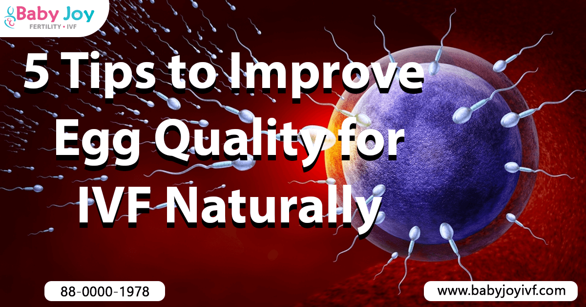how to improve egg quality